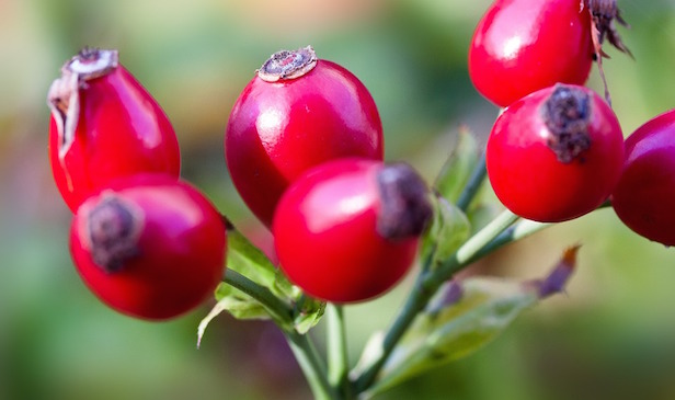 olio di rosa canina