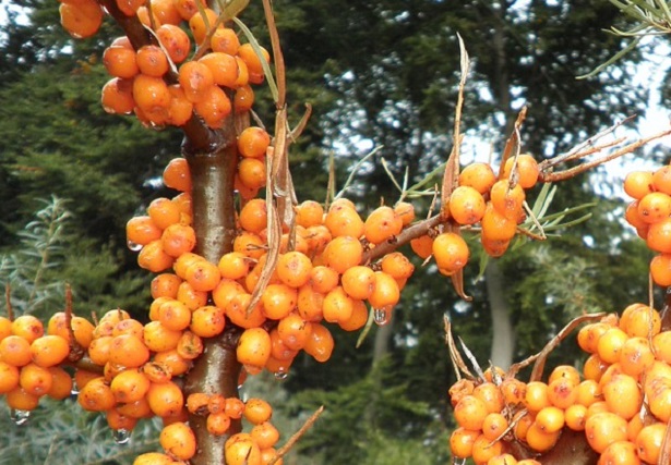 olivello spinoso proprietà