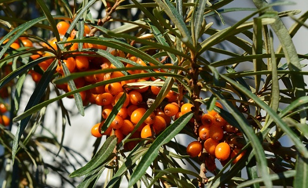L’olivello spinoso, hippophae rhamnoides, appartenente al genere delle Hippophae, comprende circa dieci specie; si tratta di un arbusto legnoso e pieno di spine che cresce spontaneamente nelle regioni temperate dell'Algeria e dell’Europa centrale e occidentale