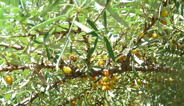 olivello spinoso pianta