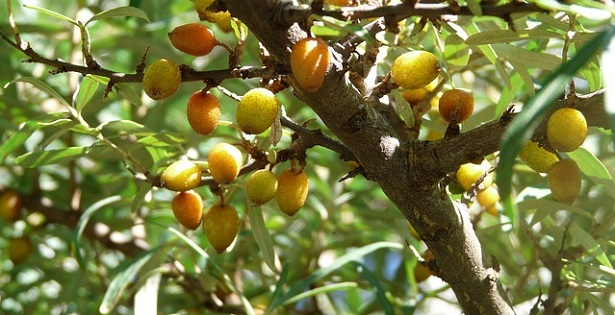 olivello spinoso proprietà