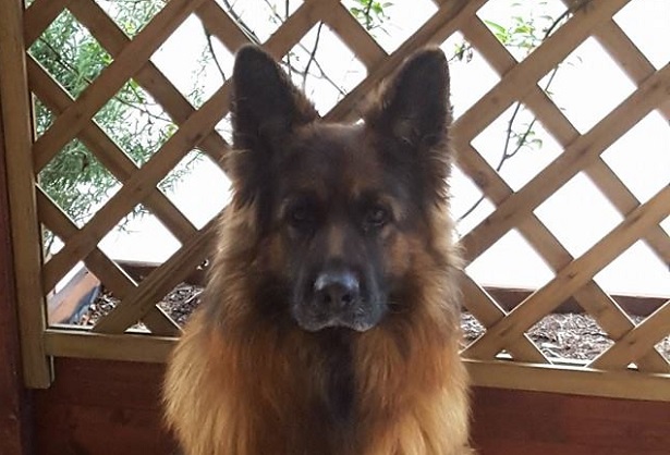 pastore tedesco a pelo lungo pastore tedesco a pelo lungo