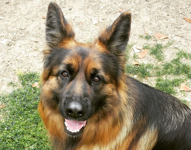 pastore tedesco a pelo lungo pastore tedesco a pelo lungo