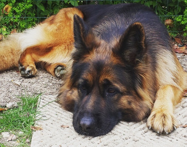 pastore tedesco a pelo lungo