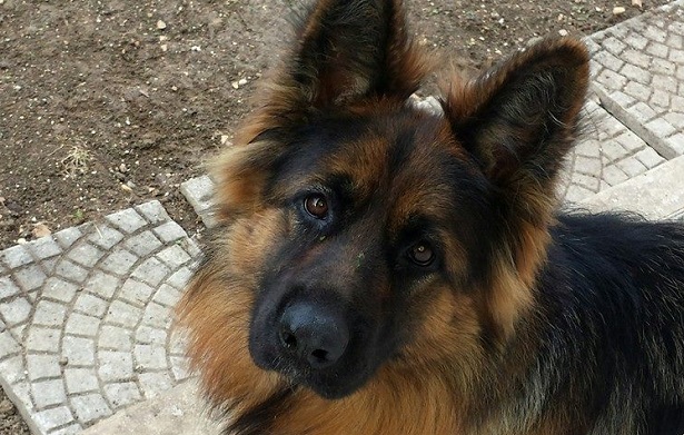 pastore tedesco a pelo lungo carattere pastore tedesco a pelo lungo carattere