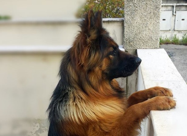 pastore tedesco a pelo lungo cuccioli pastore tedesco a pelo lungo cuccioli