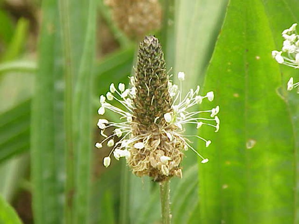 piantaggine piantaggine