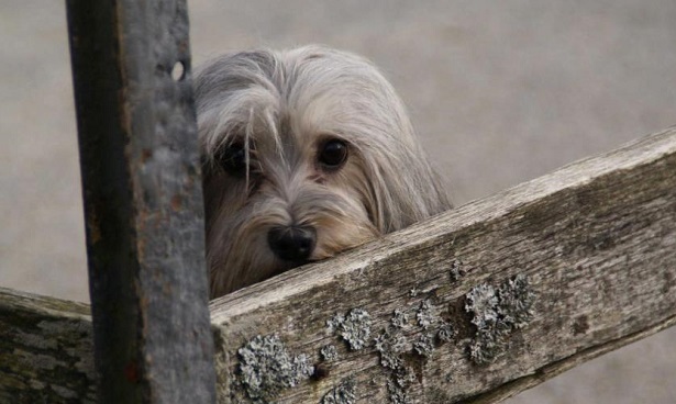 piccolo cane leone allevamento