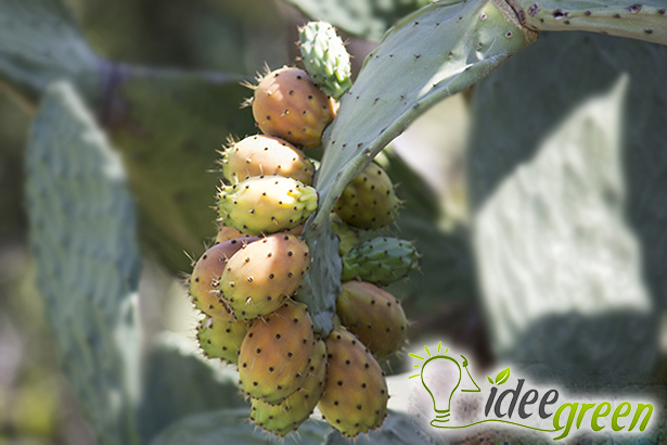 pulire fichi d india