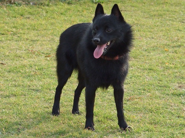 schipperke allevamento