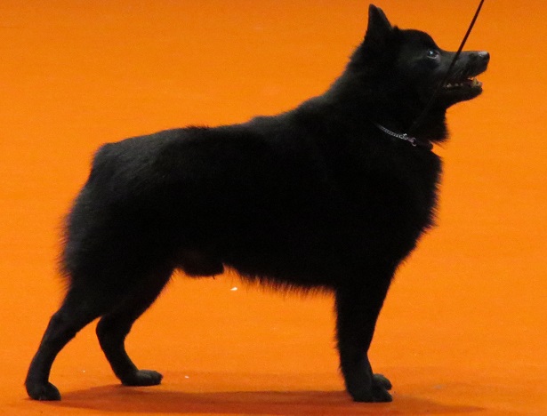 schipperke 