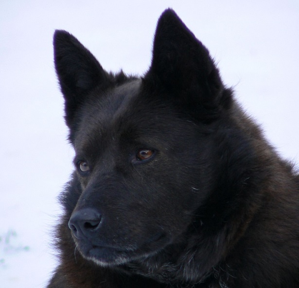 schipperke carattere