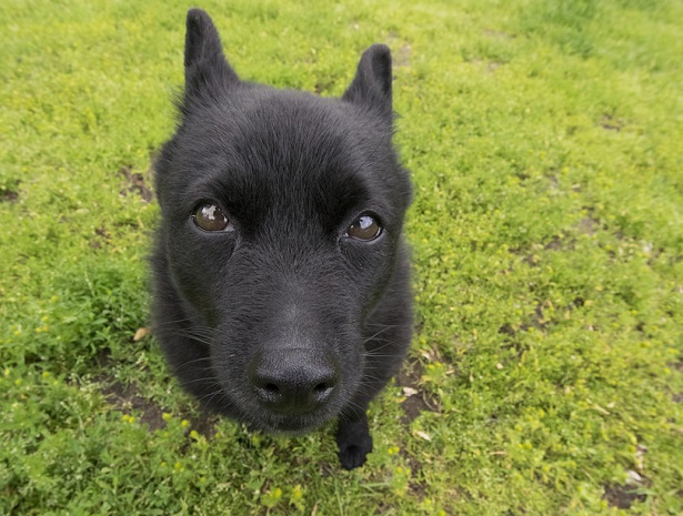 schipperke origini