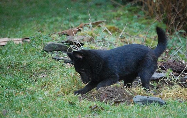 schipperke aspetto