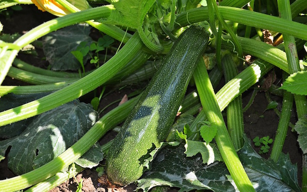 seminare zucchini