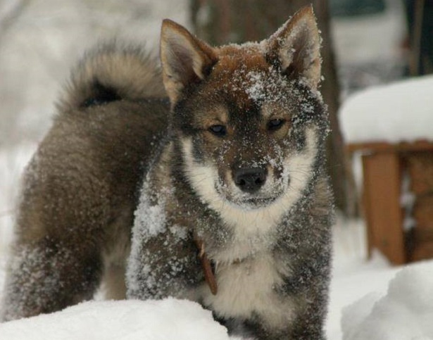 shikoku inu allevamento shikoku inu allevamento