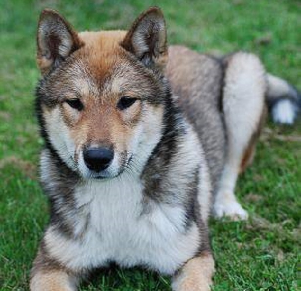 shikoku inu origini shikoku inu origini
