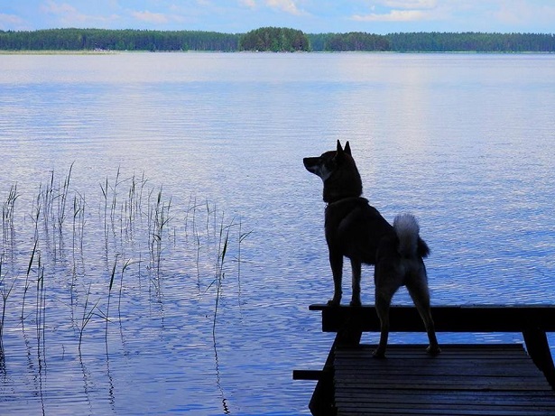 shikoku inu carattere shikoku inu carattere