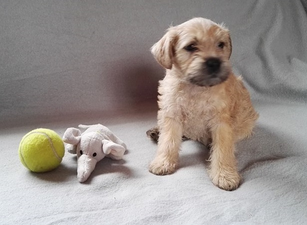 smoushond olandese origini