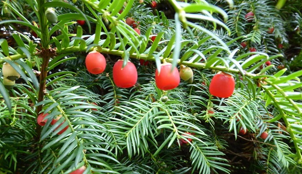 taxus baccata frutti