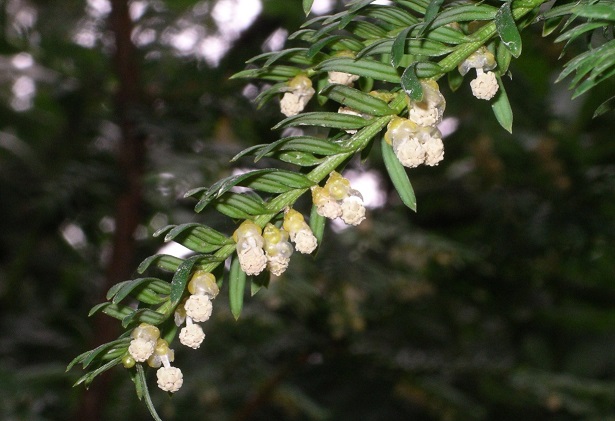 taxus baccata siepe