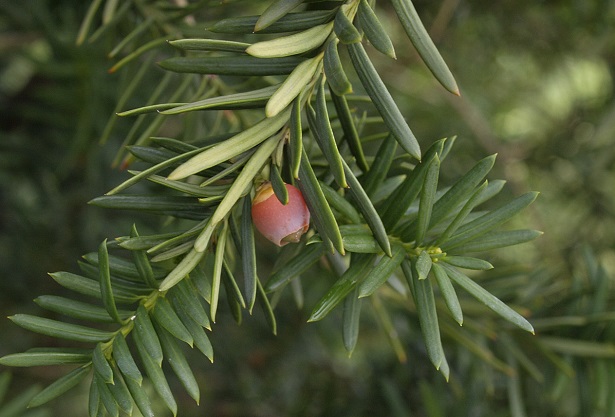 taxus baccata pianta