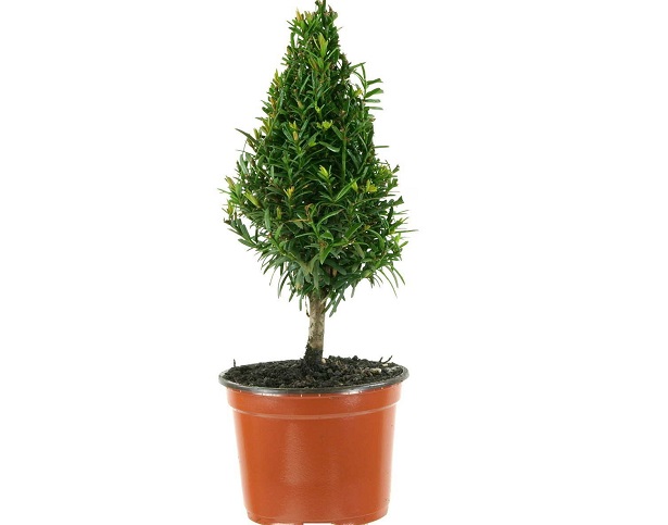 taxus baccata pianta 