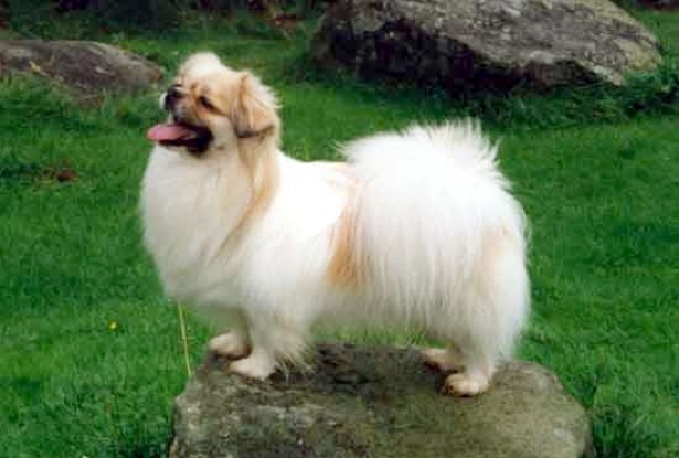 tibetan spaniel carattere