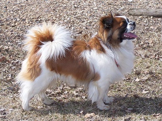 tibetan spaniel 