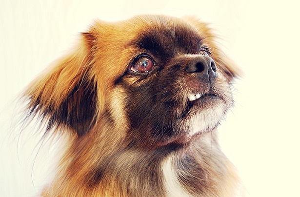 tibetan spaniel origine