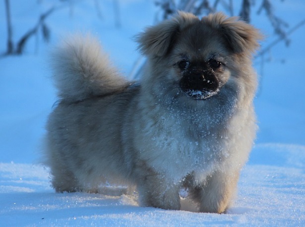 tibetan spaniel allevamento