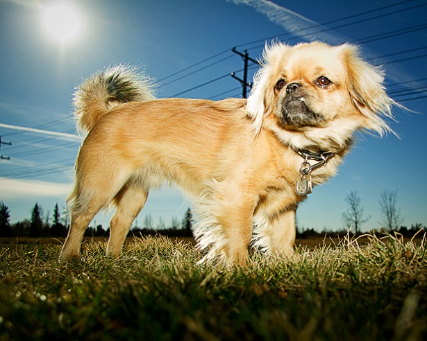 tibetan spaniel aspetto