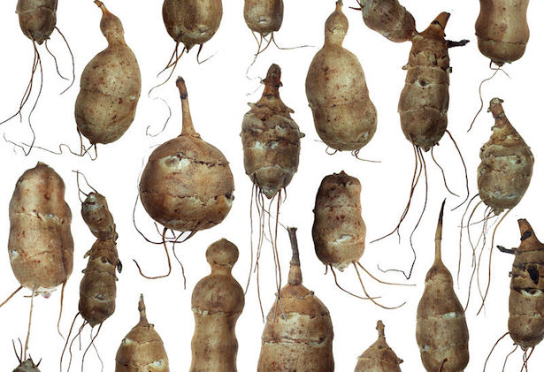 topinambur coltivazione