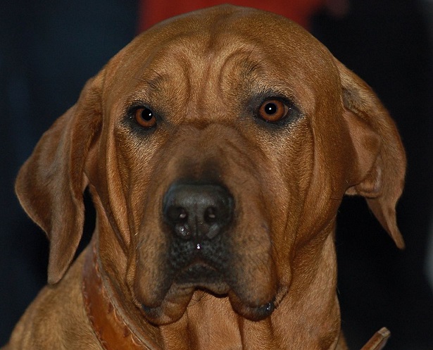 tosa inu dolce tosa inu primo piano