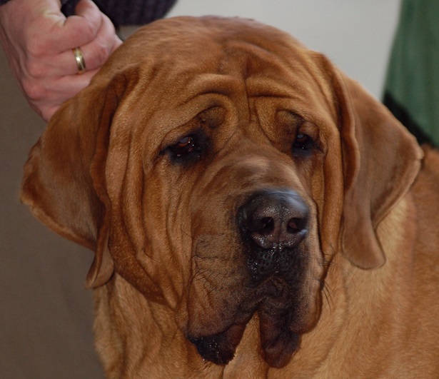 tosa inu in primo piano tosa inu in primo piano