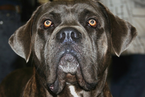 tosa inu nero tosa inu nero