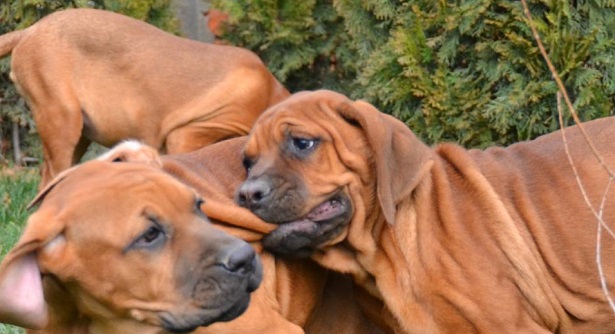 cuccioli di tosa inu cuccioli di tosa inu