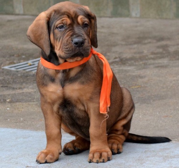 cucciolo di tosa inu tosa inu cucciolo