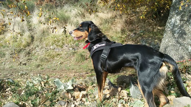 Bovaro dell'Entlebuch