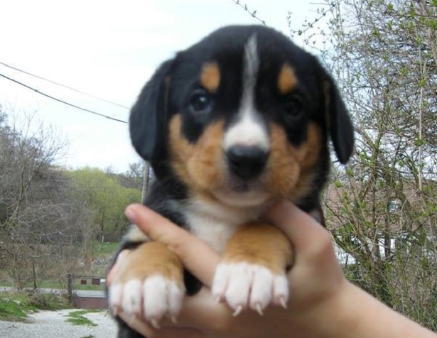 Bovaro dell'Entlebuch