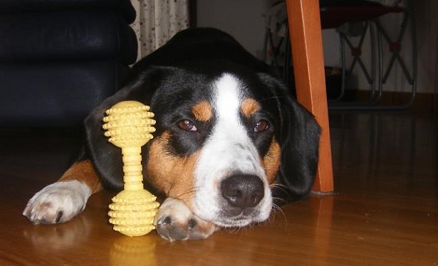 Bovaro dell'Entlebuch