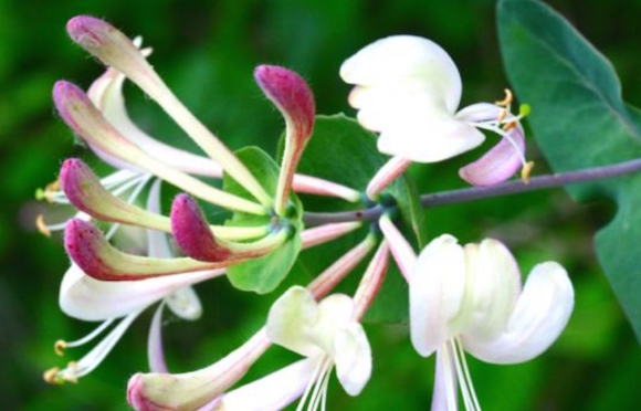 Caprifoglio proprietà