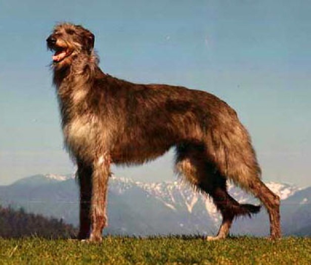 Deerhound