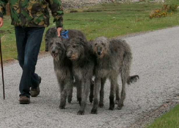 Deerhound