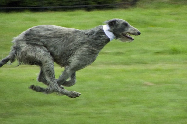 Deerhound