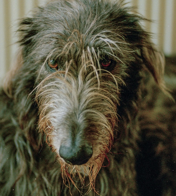 Deerhound