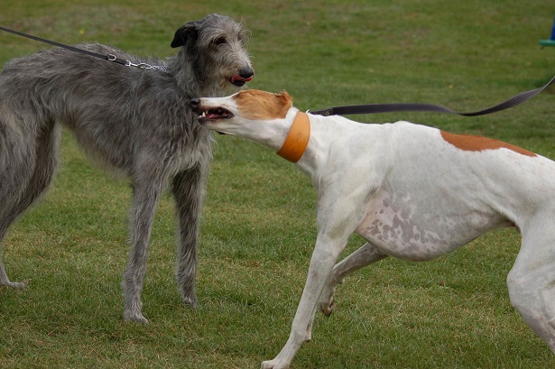 Deerhound