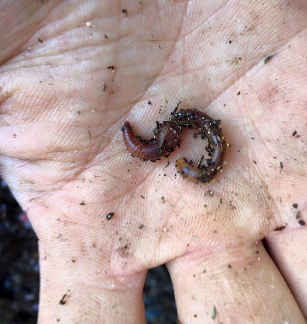 Humus di lombrico