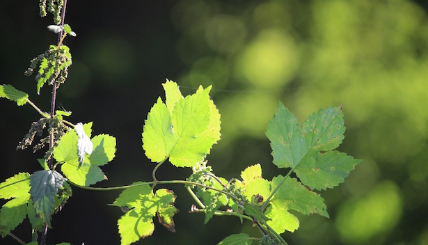 Olio essenziale di luppolo