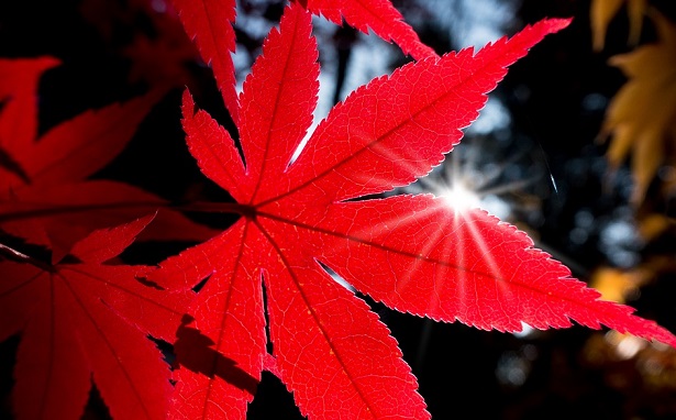 acero rosso giapponese